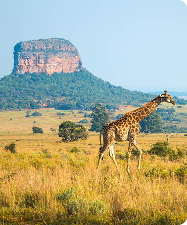 Travel With Amira - South Africa